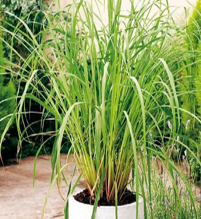 Lemon grass herb plant 100 seeds pack